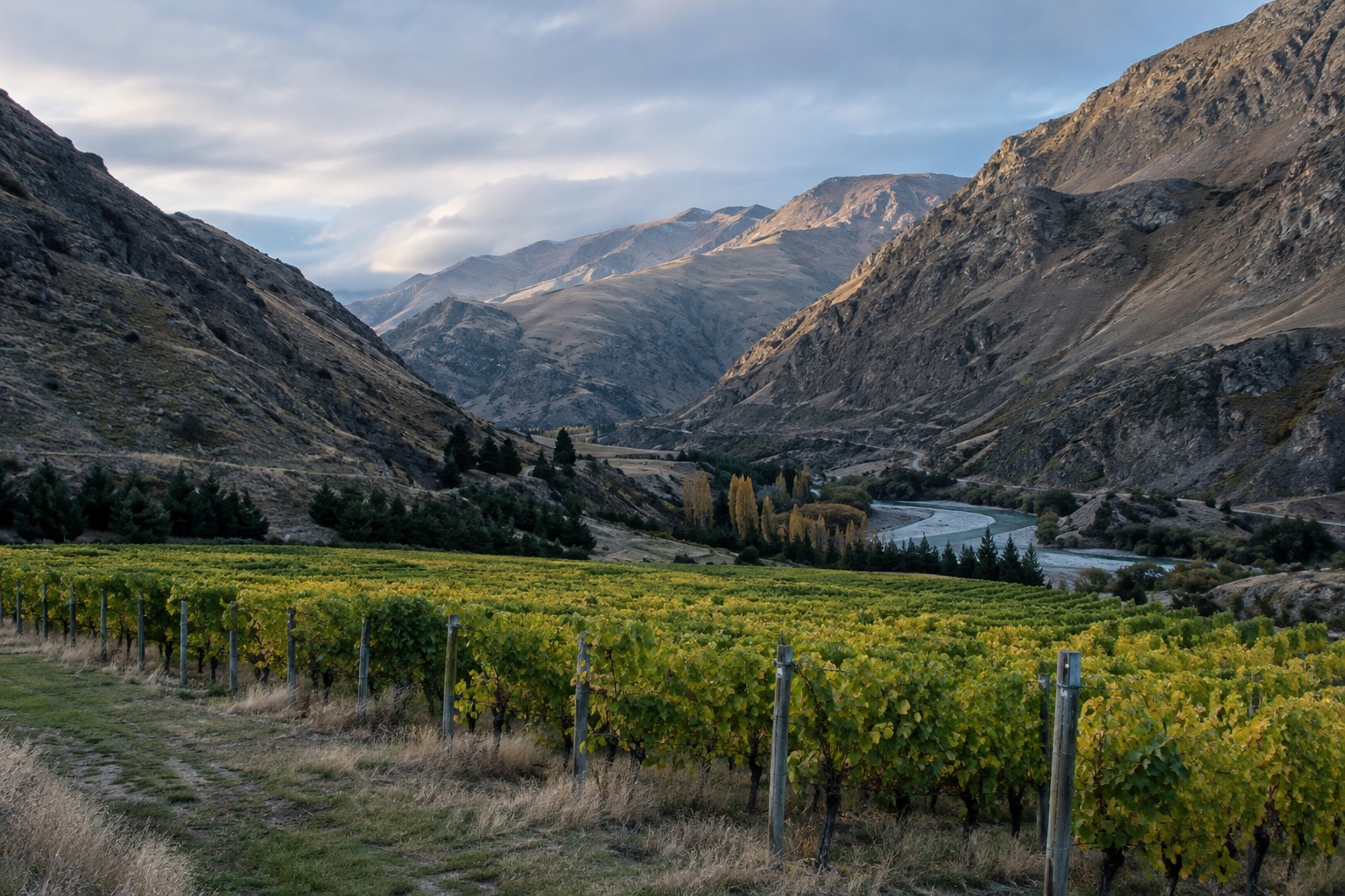 High-altitude vineyard in Gibbston Valley, Central Otago, with mountains behind