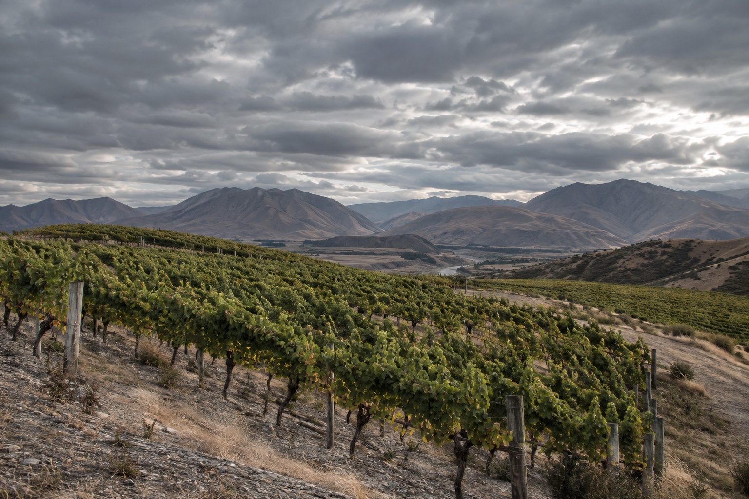 Windswept vineyard rows on higher, more exposed terrain in the Awatere Valley, Marlborough